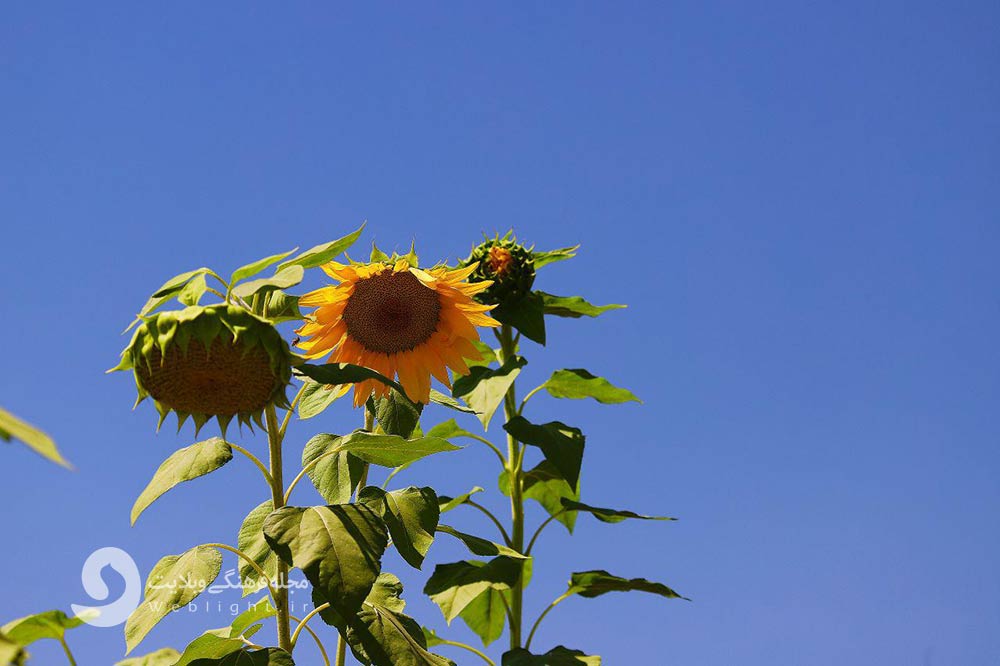 گل آفتابگردان